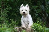 WESTIE 443